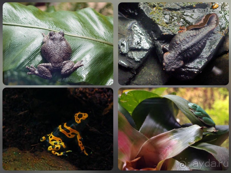 Здесь сошлись четыре океана