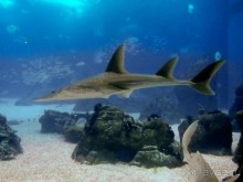 Здесь сошлись четыре океана