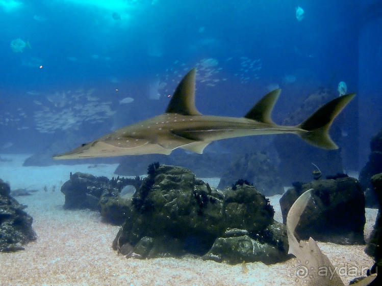 Здесь сошлись четыре океана