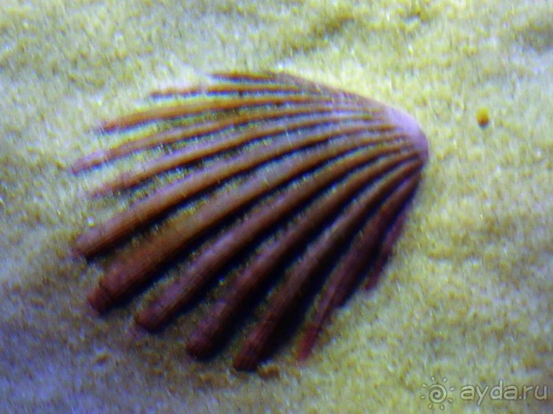 Здесь сошлись четыре океана