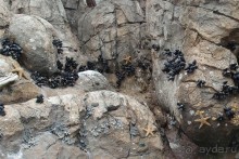 Здесь сошлись четыре океана