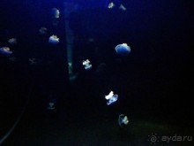 Здесь сошлись четыре океана