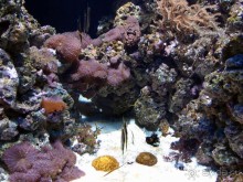 Здесь сошлись четыре океана