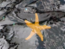 Здесь сошлись четыре океана