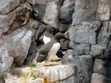 Здесь сошлись четыре океана