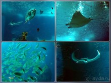 Здесь сошлись четыре океана