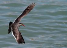 Здесь сошлись четыре океана