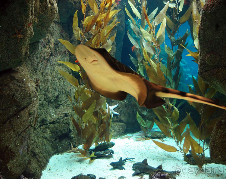 Здесь сошлись четыре океана