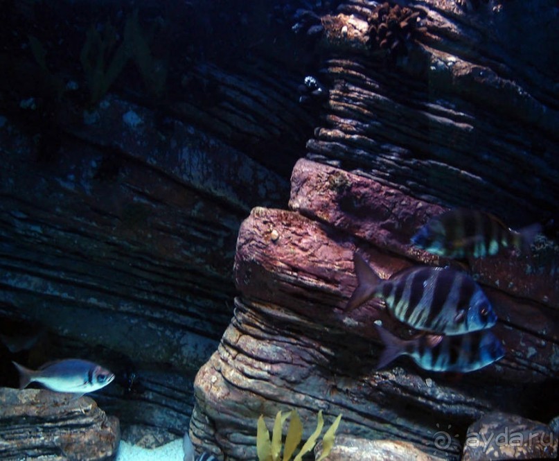 Здесь сошлись четыре океана