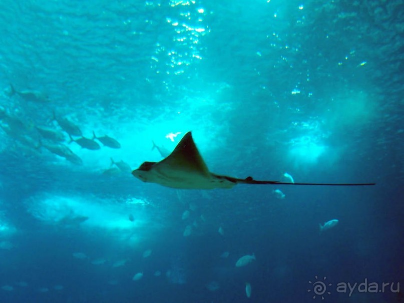 Здесь сошлись четыре океана