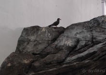 Здесь сошлись четыре океана