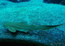 Здесь сошлись четыре океана