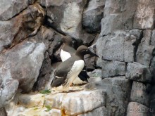 Здесь сошлись четыре океана