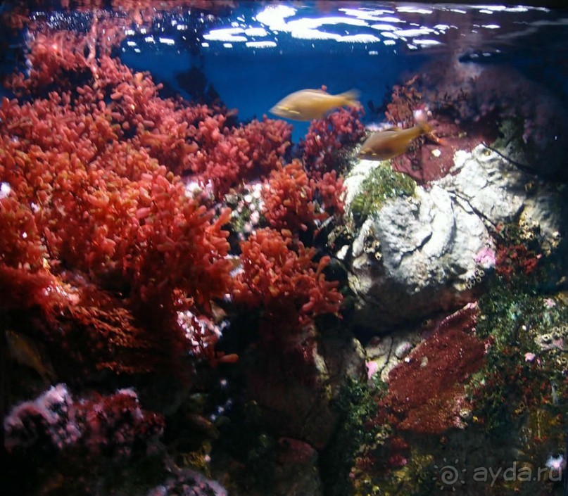 Здесь сошлись четыре океана