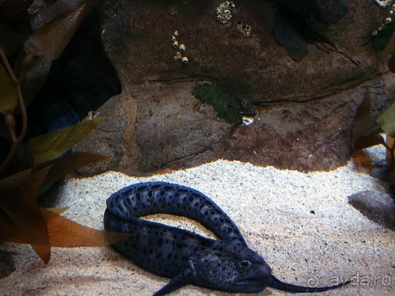 Здесь сошлись четыре океана