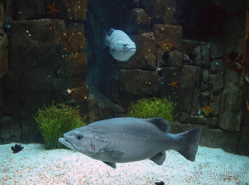 Здесь сошлись четыре океана