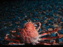 Здесь сошлись четыре океана