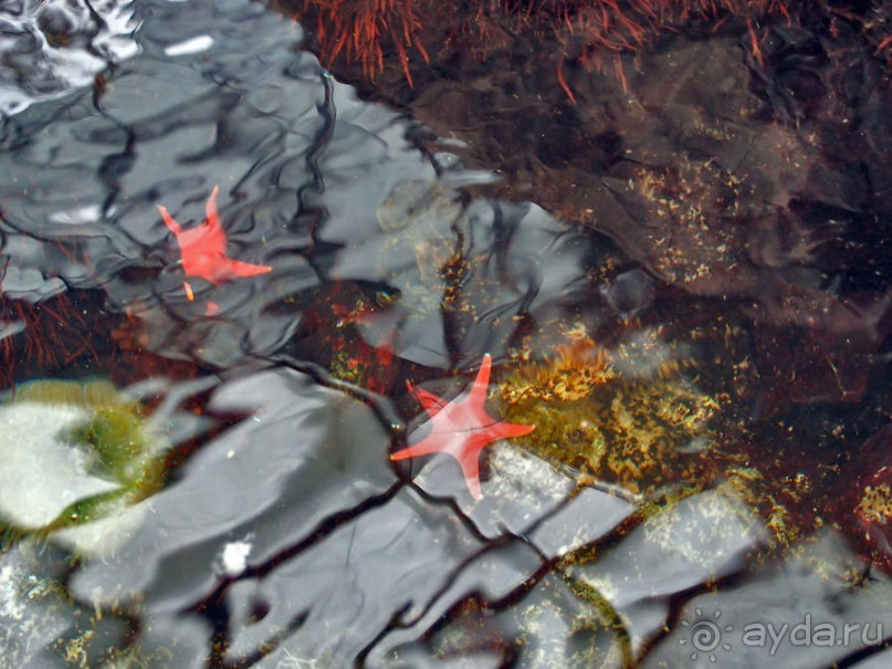 Здесь сошлись четыре океана