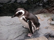 Здесь сошлись четыре океана