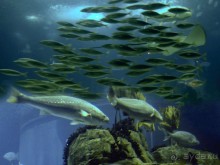 Здесь сошлись четыре океана