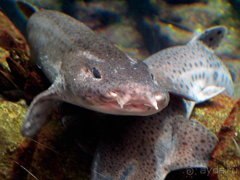 Здесь сошлись четыре океана