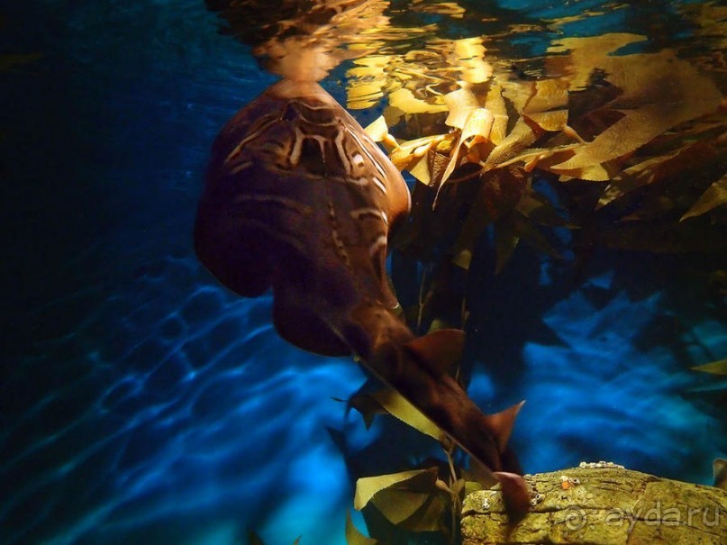 Здесь сошлись четыре океана