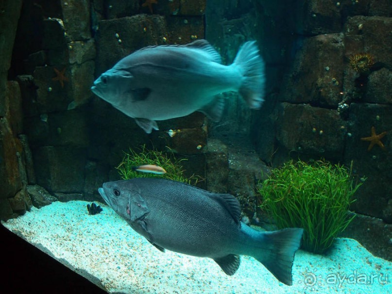 Здесь сошлись четыре океана