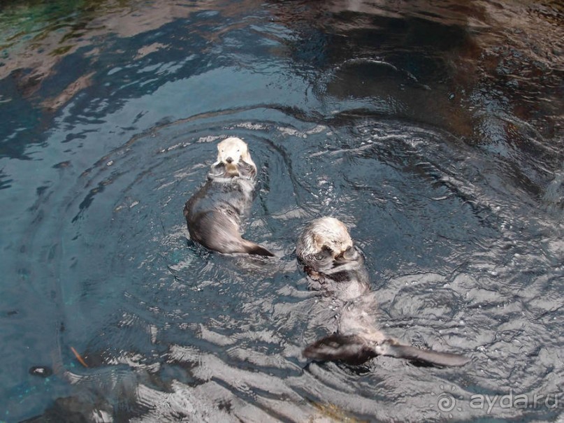 Здесь сошлись четыре океана