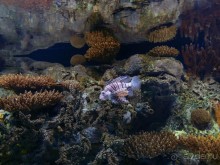 Здесь сошлись четыре океана