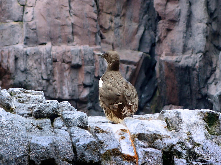 Здесь сошлись четыре океана