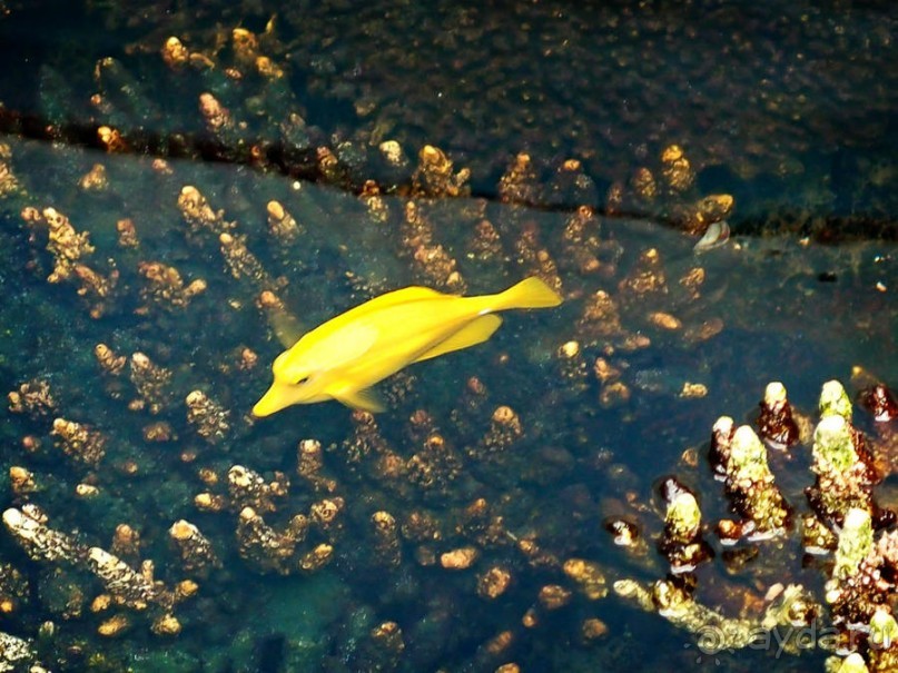 Здесь сошлись четыре океана