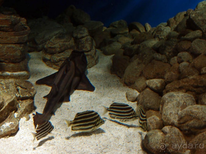 Здесь сошлись четыре океана