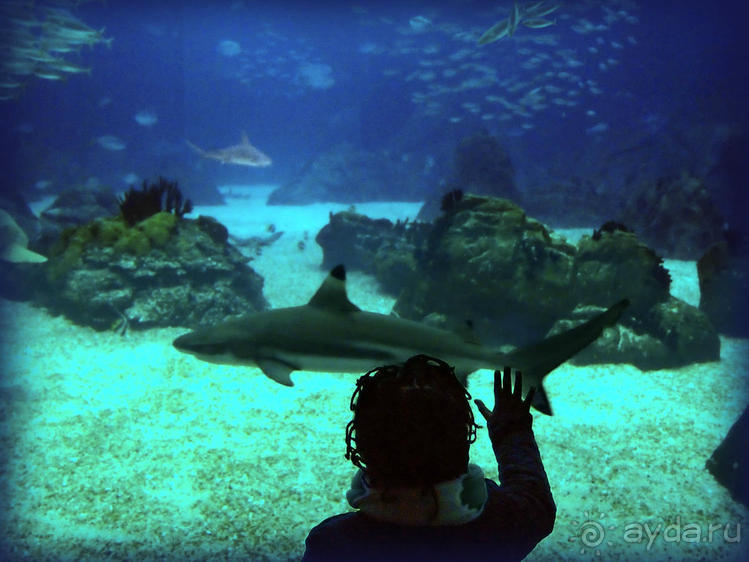 Здесь сошлись четыре океана