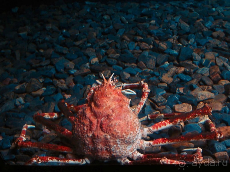 Здесь сошлись четыре океана