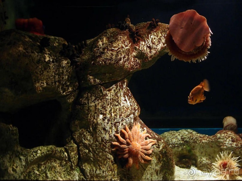 Здесь сошлись четыре океана