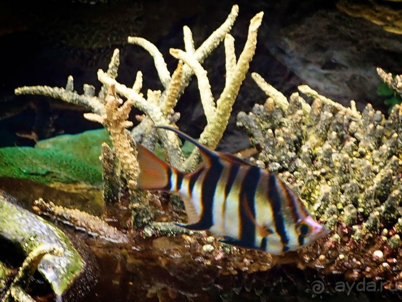 Здесь сошлись четыре океана