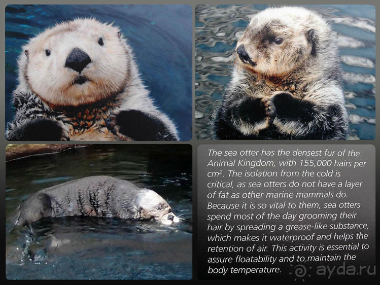 Здесь сошлись четыре океана