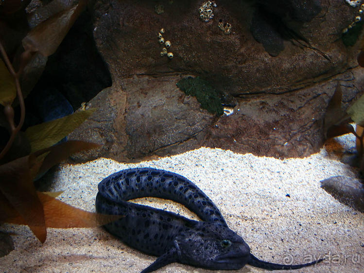 Здесь сошлись четыре океана