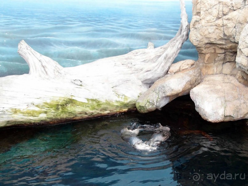 Здесь сошлись четыре океана