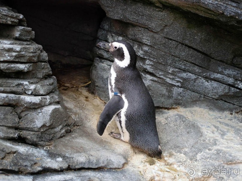 Здесь сошлись четыре океана