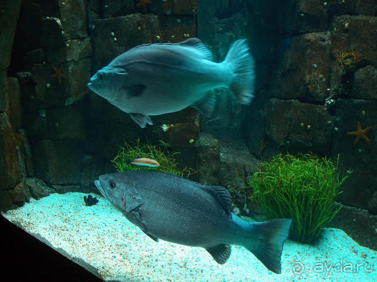 Здесь сошлись четыре океана