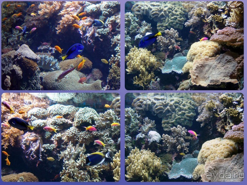 Здесь сошлись четыре океана