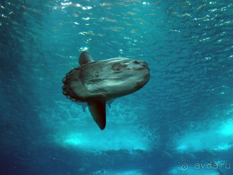 Здесь сошлись четыре океана