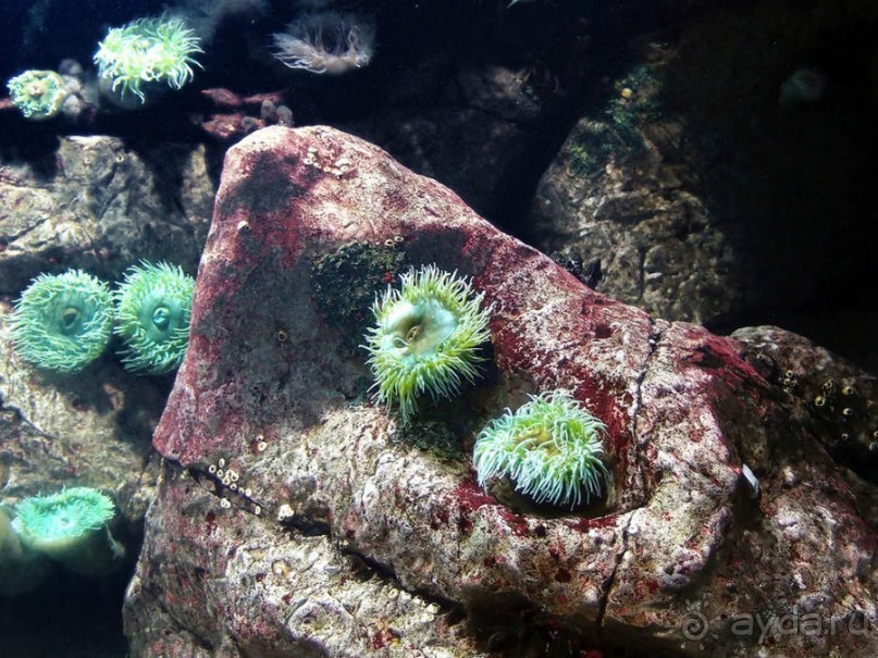 Здесь сошлись четыре океана