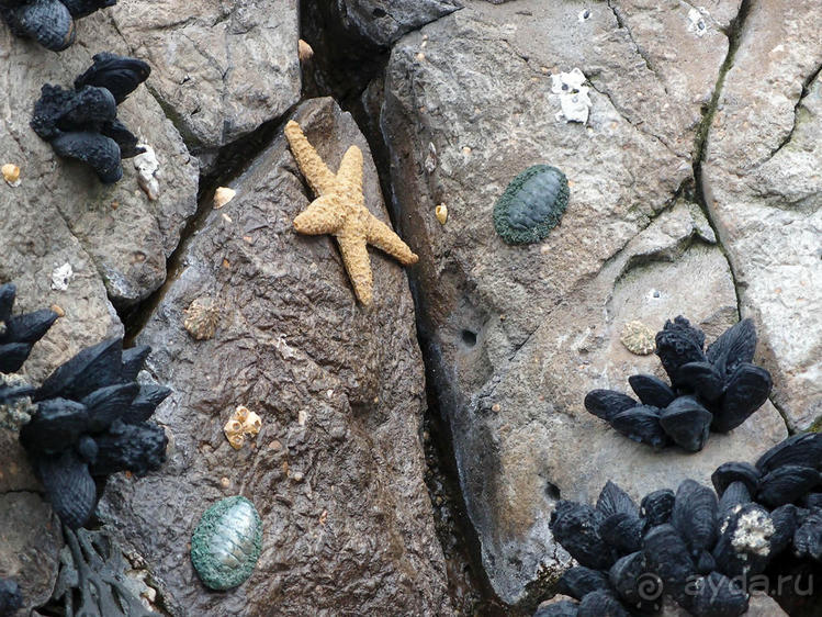 Здесь сошлись четыре океана