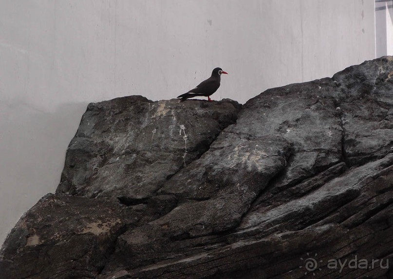 Здесь сошлись четыре океана