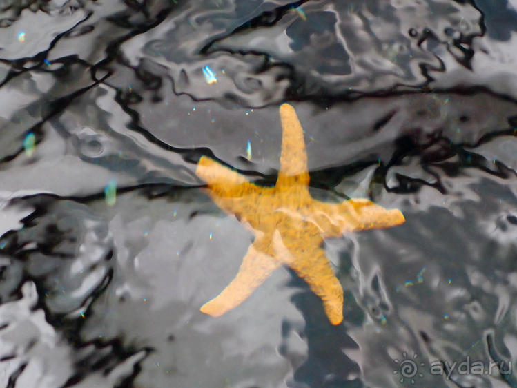 Здесь сошлись четыре океана