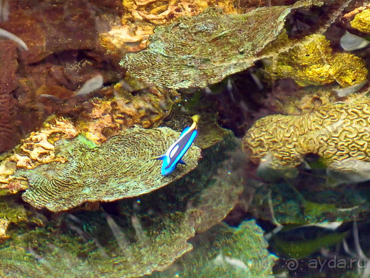 Здесь сошлись четыре океана