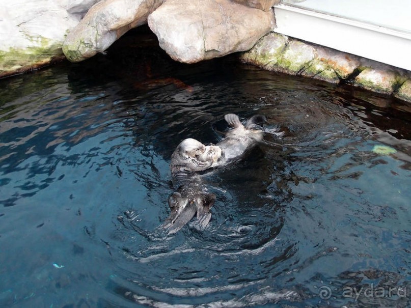 Здесь сошлись четыре океана