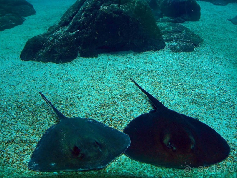 Здесь сошлись четыре океана